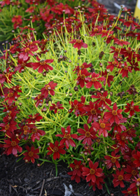 Coreopsis 'Cherry Lemonade'